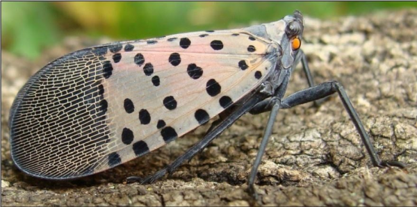 Image for event: Garden Pests: Spotted Lantern Fly 