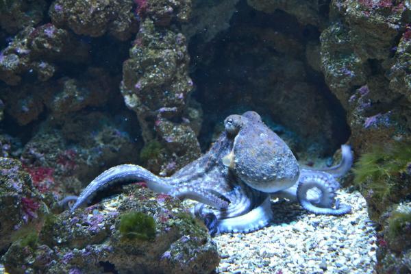 Image for event: Are You Smarter Than An Octopus?