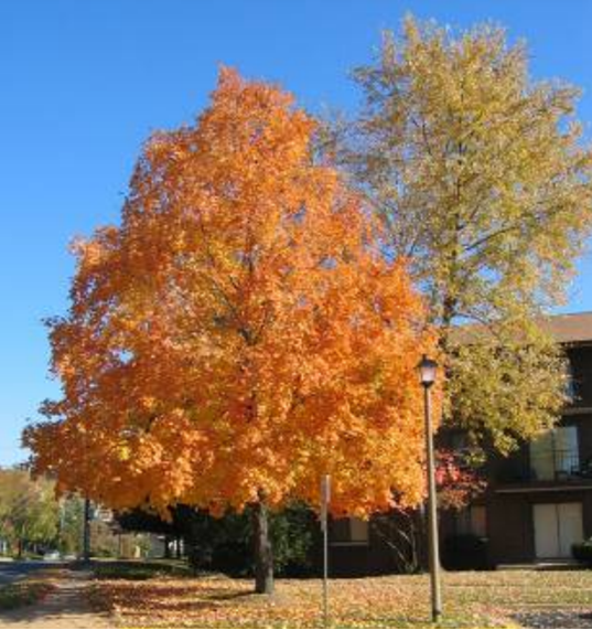 Image for event: The Trees of Alexandria and Northern Virginia