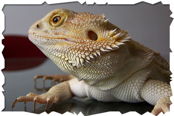 Image for event: Summer Quest: Amazing Reptiles