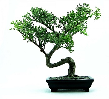 Image for event: Intro to Bonsai