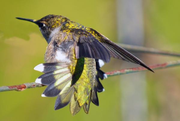 Image for event: Birds and Nature in Culture in Latin America