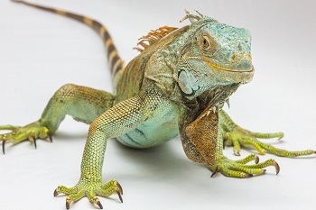 Image for event: My Reptile Guys