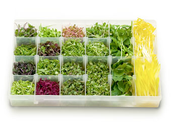 Image for event: Grow Your Own Microgreens