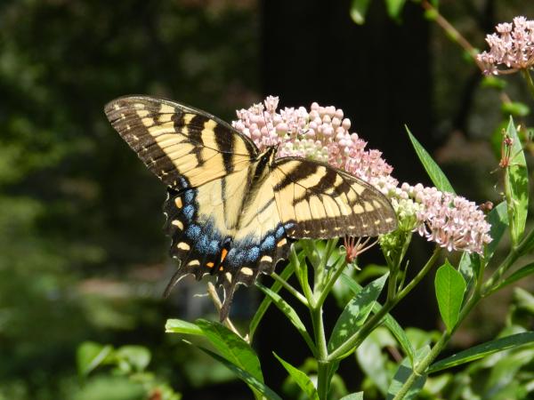 Image for event: We Need Pollinators
