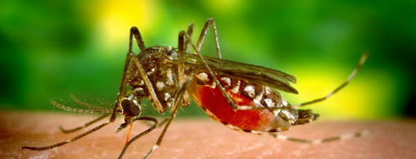 Image for event: Controlling Mosquitoes and Ticks without Pesticides