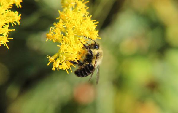 Image for event: Small Space Gardening for Pollinators 
