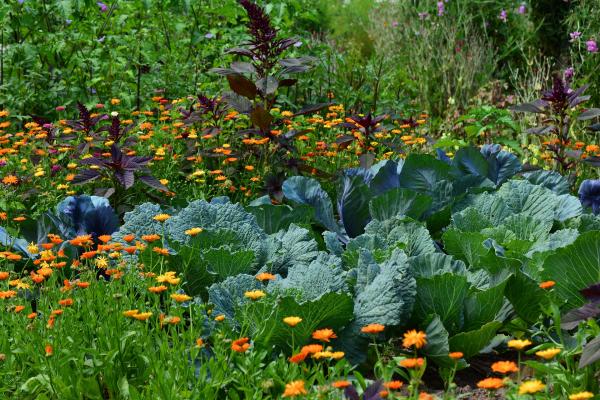 Image for event: Community Gardening